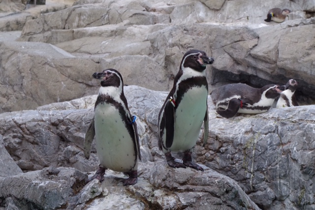 ZOO4